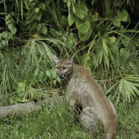 thumbnail for publication: Managing Conflicts with Wildlife: Living with Panthers